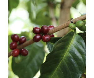 Dutch Barista Colombia - La Esperanza